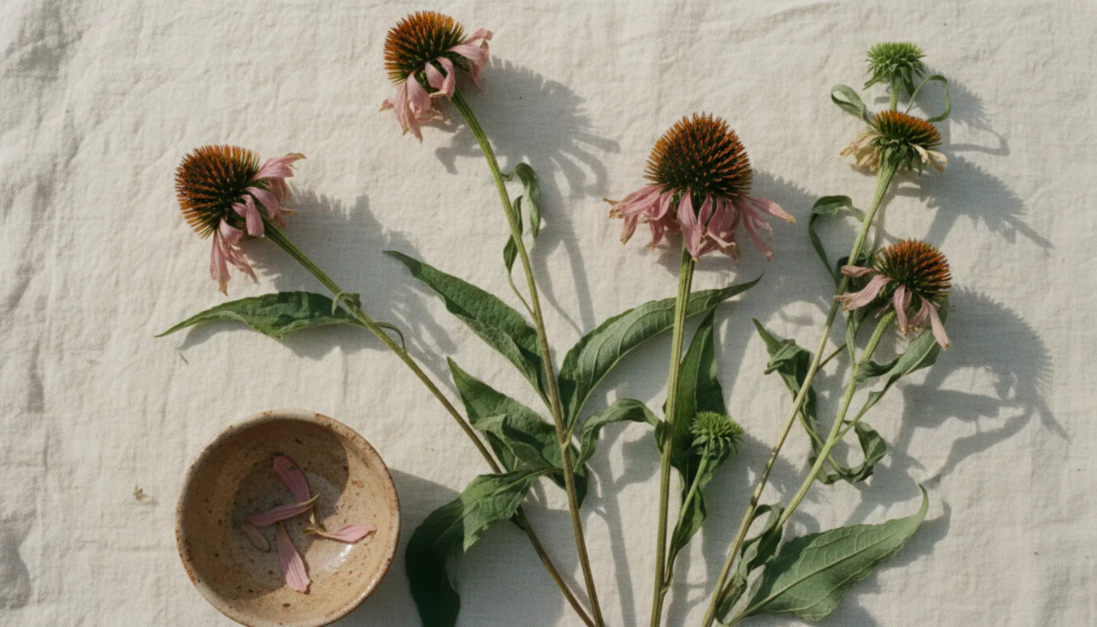 The immune-stimulating properties of echinacea purpurea